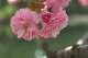 　家の庭や玄関に　桜で景色をより美しく　 小さな　美化運動は　桜...