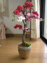 1本の木で3色の桃の花（赤・桃・白色）が楽しめます。3月下旬から4月頃に開花します。桃・白・...