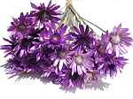 ドライフラワー花材　キセランセマム・紫