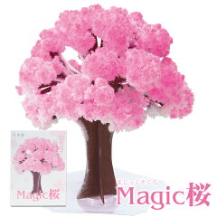 Magic桜 マジック桜 海外へのお土産にmagic sakura マジックツリーシリーズ手作…