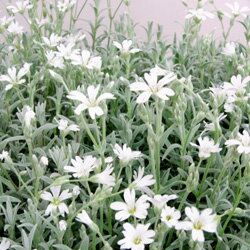 セラスティウム季節の花苗■宿根草■セラスチュームシルバーカーペット9cmポット