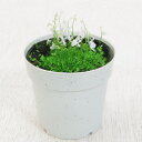 食虫植物ウトリクラリア■食虫植物■ウサギゴケ（ミミカキグサ）7cm鉢