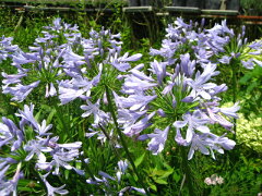 夏の花！ひなた向き宿根草「アガパンサス青花　12cmポット苗」