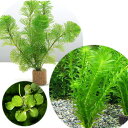 ライフマルチ 金魚藻セット＋おまかせ浮き草1種